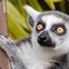 Lemur