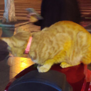 乔鲁诺•乔巴纳