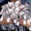 seven THOUSAND and three kittens