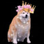 DogeKing