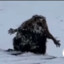 спидозная бобриха