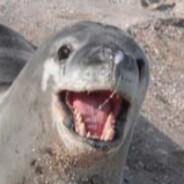 Abused Seal