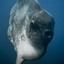 Sr.Sunfish