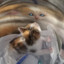 confused lump of human meat's avatar