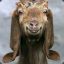 Billy Goat Gruff Lookin&#039; Ruff