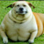 Fatass dog