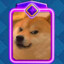 Evolution Doge