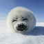 ARCTIC SEAL