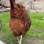 chickenbutt