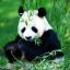 _Mr.PaNdA_