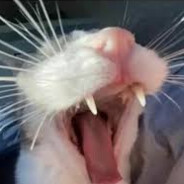 Freaky deaky peaky streaky