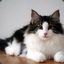 UncleCat-_-