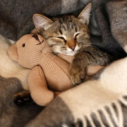 唐老鸭上将之土豆影分