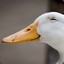 Miss Ducky