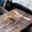 Pescao Fumon