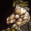 DioBrando