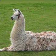 Aced LLAMA