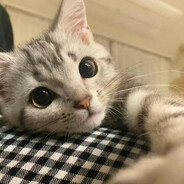 小白