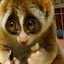 Doris The Loris