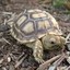LazySulcata