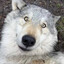 Wolfie 141