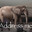 The Elephant