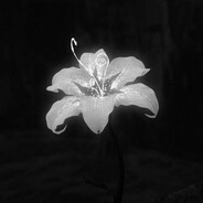 -Avi ゲームの天才