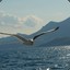 Albatross