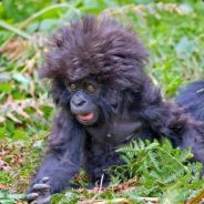 The Hairy Cornflake - steam id 76561197961412522