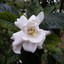 Gardenia