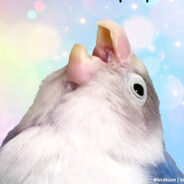 Parrot.exe