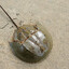 WATER CRAB