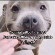 pitbull Cupcake