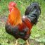 Rooster