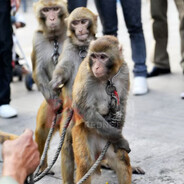 Monkey Castrator