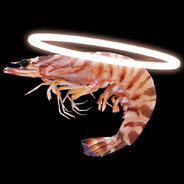 Holy Shrimp