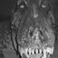 Dinosaur (Breakenlo)