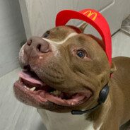 最强的暴龙战士