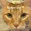 Butter cat