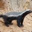 Honey Badger