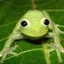 Laubfrosch