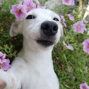 диссоциативы