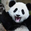 Autistic_panda