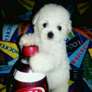 Nastisor(CHERODECHEROS)