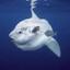 KING OF THE OCEAN