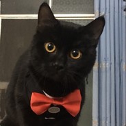 霸道帅气你雷总