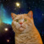 Cat In Space