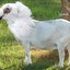 Pigeon Goat