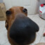 Perro Salchicha
