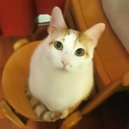 R4catak